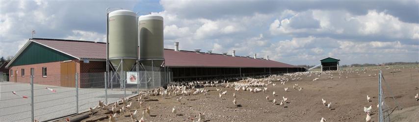 chicken farm
